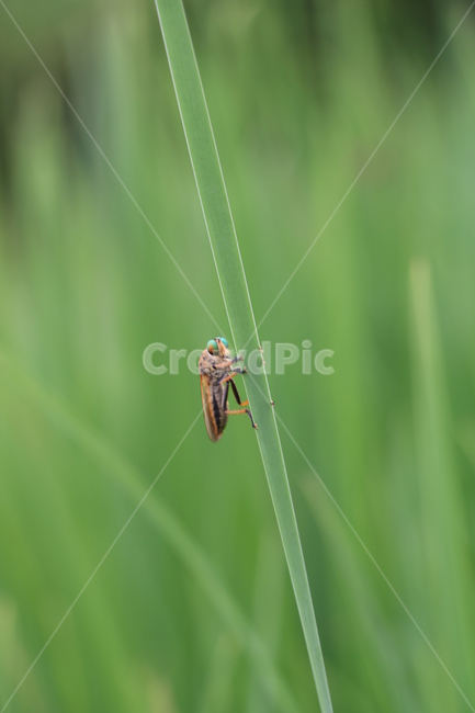 파리매,곤충,insect,동물,자연,풀,여름,곤충,벌레,insect,bug
