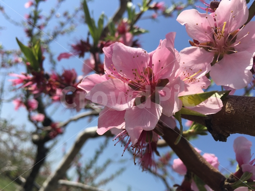 꽃,활짝,빨강,여름,복숭아,봄,계절,spring,season,식물,자연,plants,nature,꽃,flower,plant,blossom