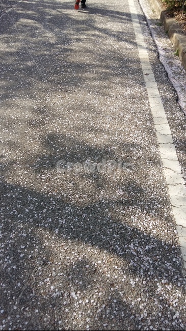 아스팔트,벚꽃잎,꽃길,산책로,봄길,산책,벚꽃길,계절,봄,asphalt,tarmac,trekking,walk,trail,springroad,cherryblossomleaves,cherryblossomroad,season,spring,flowerroad