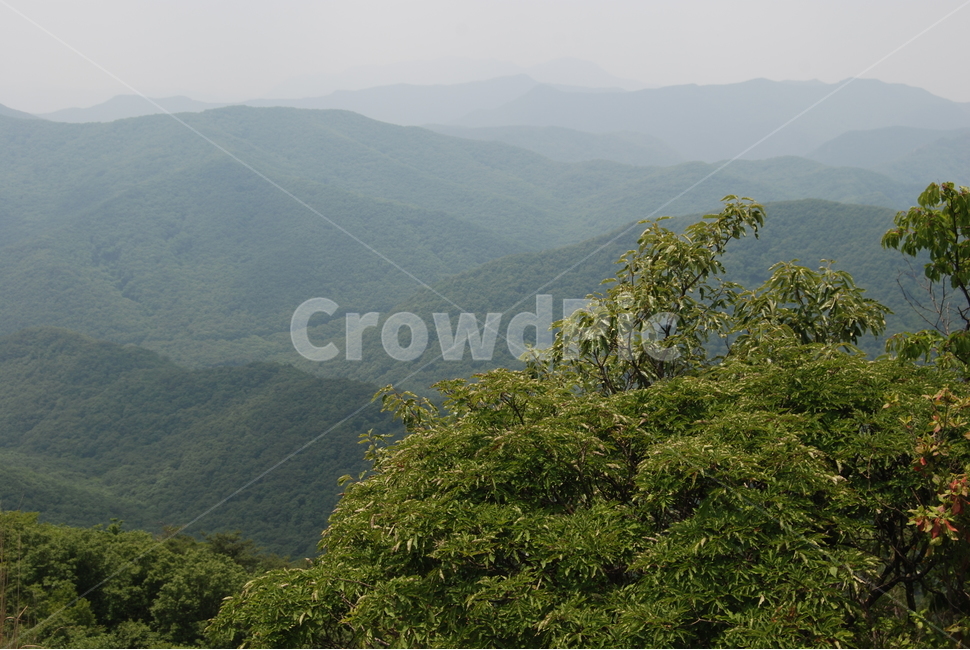 신선봉,내장산,봄,휴양림,자연,자연,풍경,nature,landscape,outdoors,옥외,hill,언덕