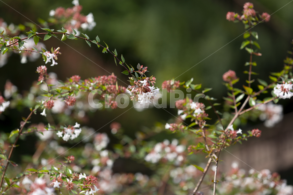꽃,크로우접,아름다운,화려한,밝은,식물,자연,plants,nature,꽃,flower