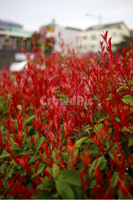 봄,홍가시나무,봄나무,빨강,spring,식물,봄,계절,spring,season,식물,자연,plants,nature,꽃,flower,plant