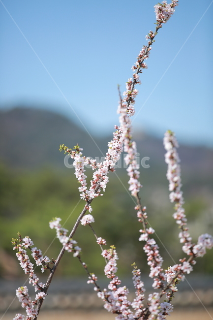 벚꽃,봄,새싹,하늘,벚꽃놀이,꽃,맑음,오막삼,캐논,5dmark3,봄,계절,spring,season,식물,자연,plants,nature,꽃,flower,plant