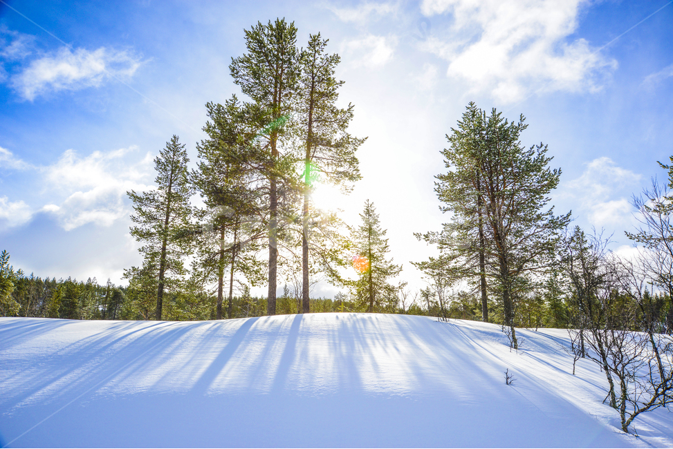 핀란드,사리셀카,이나리,라플란드,겨울,침엽수림,북극권,북극,계절,winter,season,자연,풍경,해외,외국,외국자연풍경,nature,landscape,world,notrhpole,arctic,finland,foreign,tree,forest,겨울숲,겨울,계절,winter,season,자연,풍경,nature,landscape,해외,외국,세계,foreign,oversea,world,세계자연풍경,해외자연풍경,외국자연풍경,world nature landscape,나무,plant,식물,abies,아비,fir,전나무