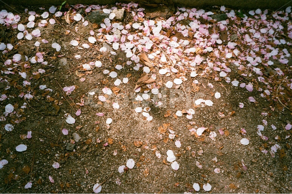 봄,벚꽃,벚꽃잎,땅,필름사진,감성사진,필름카메라,낙엽,흰벚꽃,분홍벚꽃,흙,돌,돌멩이,그림자,빛,햇살,봄꽃,흰색,분홍색,갈색,회색,필름,아날로그,무보정,spring,cherryblossom,floralleaf,petal,pinkcherryblossom,film,ground,stone,shadow,light,springflower,white,pink,brown,gray,analog,nocorrection,filmphotography,fallenfloralleaf,fallenfloralleaves,sakura,봄,계절,spring,season,꽃,flower,바닥
