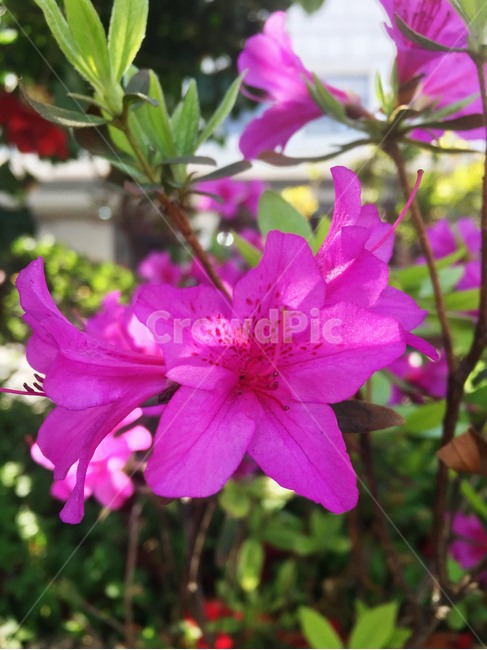 꽃,봄꽃,분홍색,분홍철쭉,철쭉꽃,식물,자연,plants,nature,꽃,flower