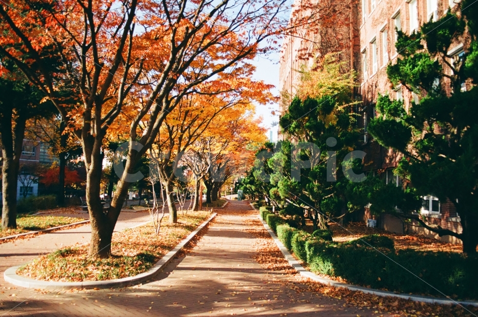 풍경,landscape,가을,단풍,단풍나무,나무,tree,자연,nature,길거리,street,가을,계절,fall,autumn,season,plant,식물,tree trunk,나무 줄기