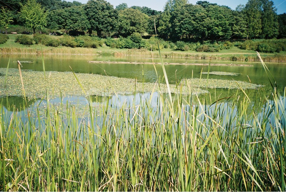 필름카메라,필음,필름사진,감성사진,풀,자연,공원,식물,자연,plants,nature