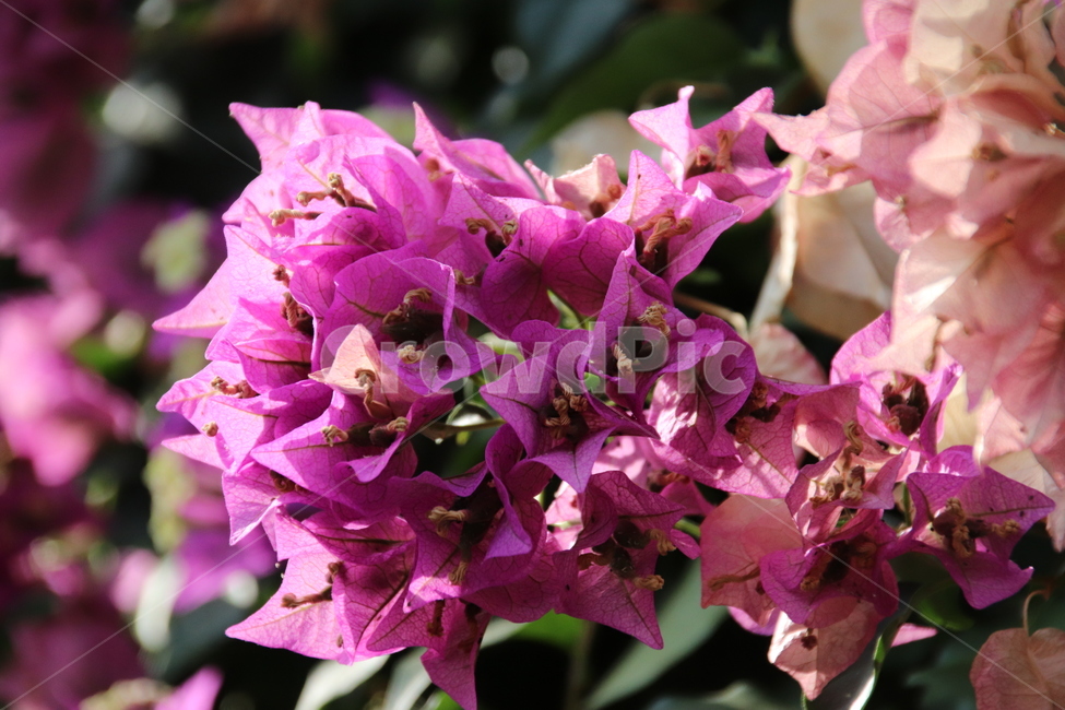 수목원,꽃,꽃나무,자연,풍경,식물,자연,plants,nature,꽃,flower