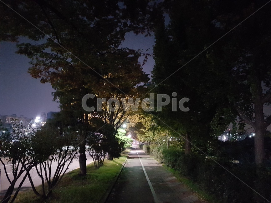 길,가을,나무,단풍,도로,자연,풍경,nature,landscape,야경,밤,nightscape,night,asphalt,아스팔트,road
