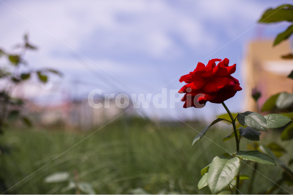 flower,꽃,blossom,plant,장미,rose,식물,장미꽃,빨간장미,레드,붉은,식물,자연,plants,nature,꽃,flower