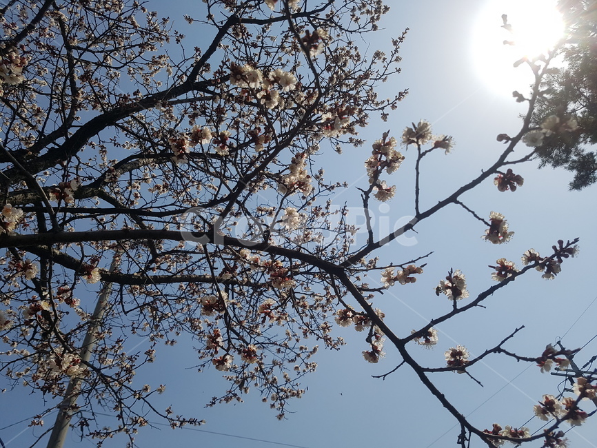 벚꽃,벚꽃축제,파란,밝은,따사로운,따뜻한,햇살,봄,계절,spring,season,식물,자연,plants,nature,꽃,flower,plant,light,빛,flare,플레어