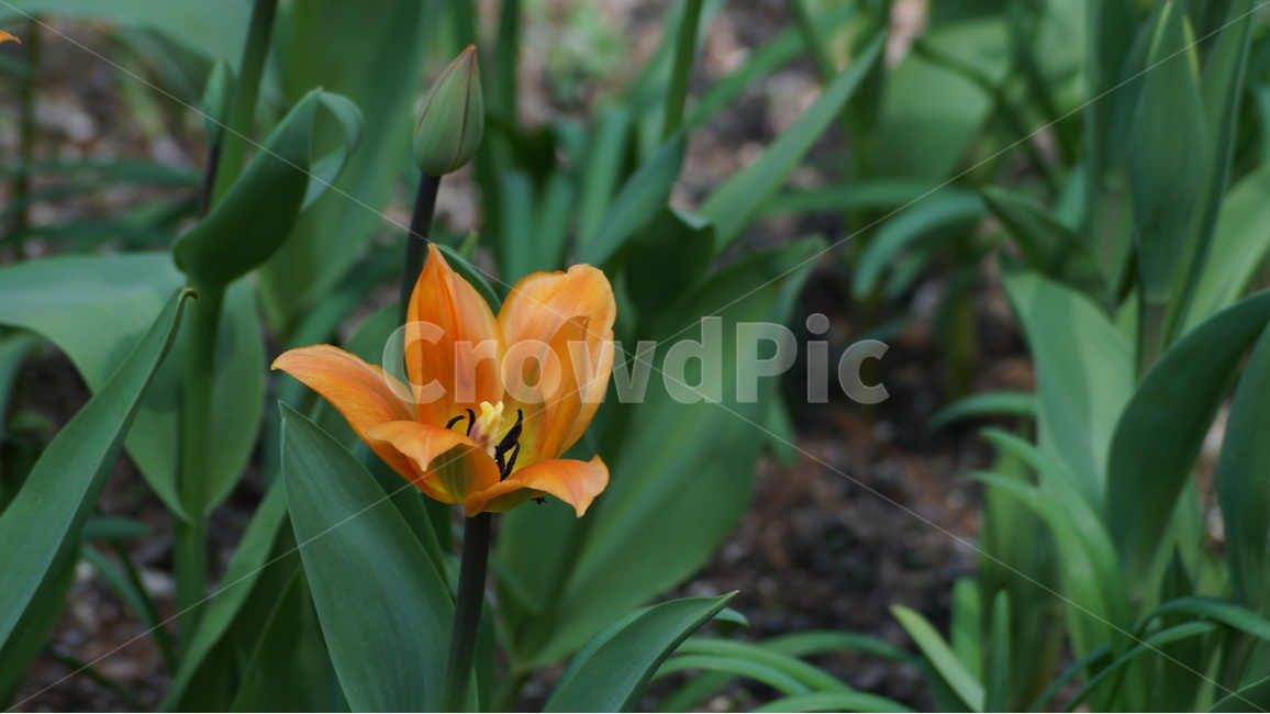 꽃,봄꽃,자연,풍경,튜울립,봄,계절,spring,season,식물,자연,plants,nature,꽃,flower,plant,blossom