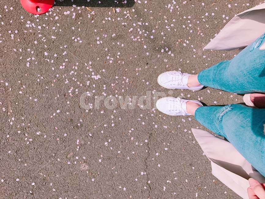 제주도,벚꽃만개,핑크색벚꽃,화창함,감성사진,jejudo,cherryblossoms,sakura,pink