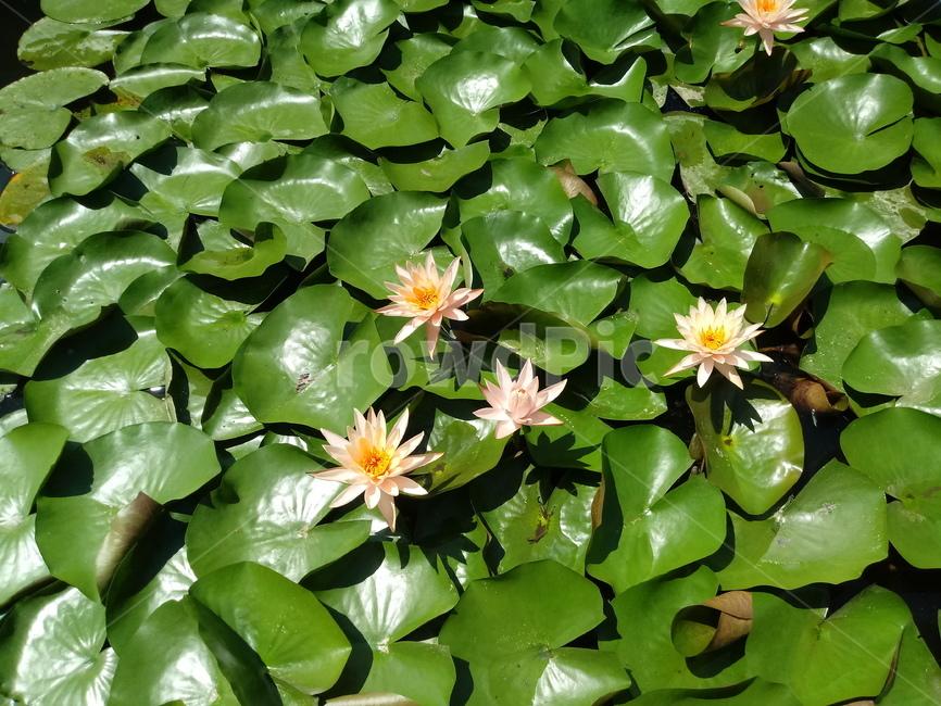 수련,다년생초본식물,수생식물,이판화,쌍자엽식물,자우련,waterlily