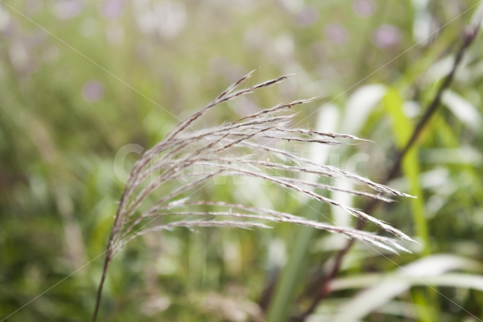 갈대,가을,감성사진,갈대밭,꽃,가을,계절,fall,autumn,season,식물,자연,plants,nature,감성,sensible,feeling,grass,잔디,plant,insect,곤충,animal,동물,invertebrate,무척추 동물
