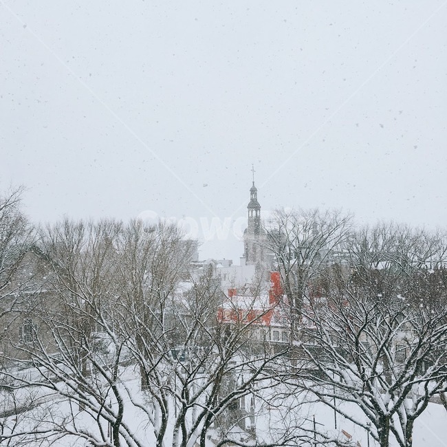 눈,눈오는날,캐나다,겨울,퀘벡,canada,snow,흐린날,나무,quebeck,tree,winter,겨울,계절,winter,season,자연,풍경,nature,landscape,outdoors,옥외