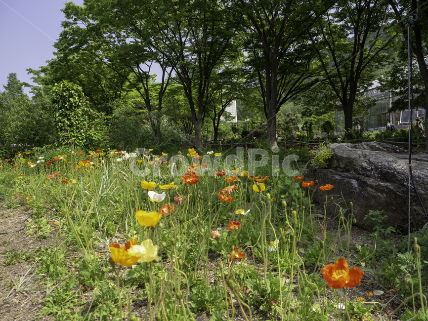 수목원,botanicalgarden,대구수목원,대곡수목원,개양귀비,우미인초,papaverrhoeas,양귀비,꽃,flowers,식물,plant,자연,풍경,nature,landscape,사람들,대중,군중,other people,crowd,outdoors,옥외,grassland,목초지,field,들
