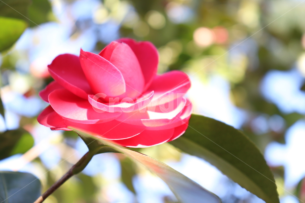 봄,동백꽃,꽃,동백,빨강색,빛,spring,꽃한송이,red,flower,식물,자연,plants,nature,꽃,flower