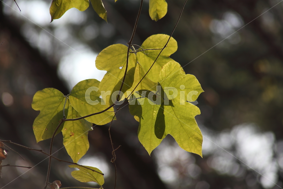 단풍,잎,식물,가을,redleaves,식물,자연,plants,nature,꽃,flower