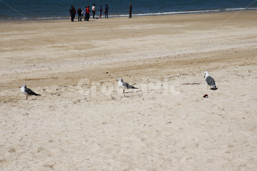 자갈,갈매기,새,모래사장,ground,sandybeach,animal,동물,흙길,bird,gravel,seagull,자연,nature