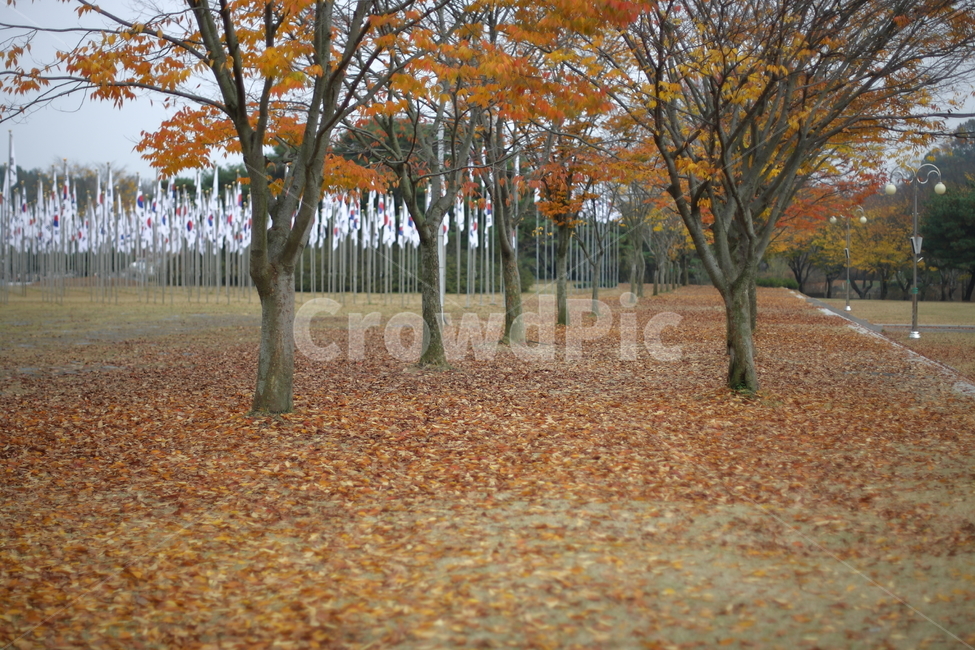 가을,낙엽,나무,풍경,fall,가을,계절,fall,autumn,season,자연,풍경,nature,landscape,식물,plants,나무,trees,wood,tree,plant,tree trunk,나무 줄기
