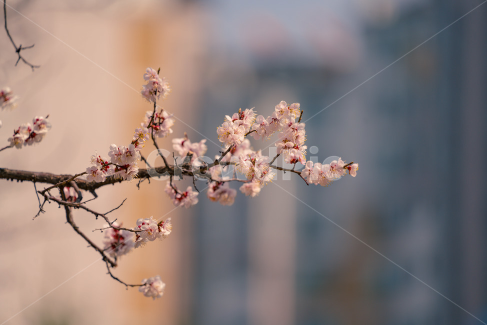 매화,꽃,나무,아파트,아웃포커스,봄,계절,spring,season,식물,자연,plants,nature,꽃,flower,plant,blossom