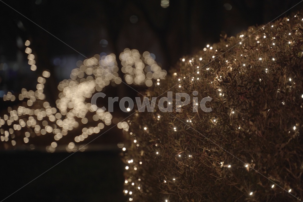 조명,led,야경불,겨울나무,전구,야경,밤,풍경,nightscape,night,landscape,christmas tree,크리스마스 트리,tree,나무,ornament,장식,plant,식물