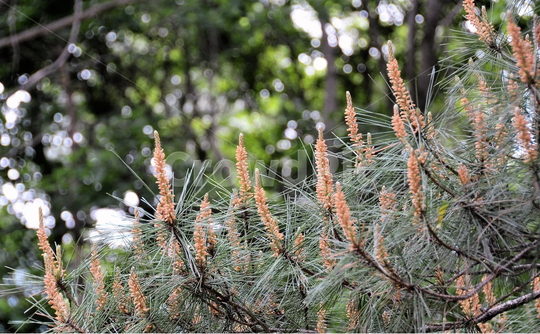 소나무,소나무촛대,식물,자연,푸르름,식물,자연,plants,nature,나무,trees,wood
