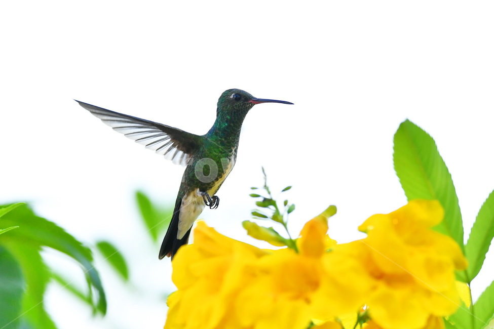 벌새,작은새,휴밍버드,bird,새,동물,animal,hummingbird,동물,animal,조류,새,birds
