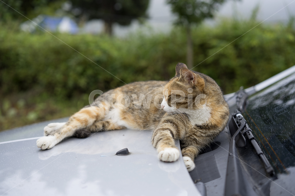 고양이,길고양이,나른한,고냥이,한가로운,동물,animal,포유류,mammal,고양이,cat,kitten,kitty