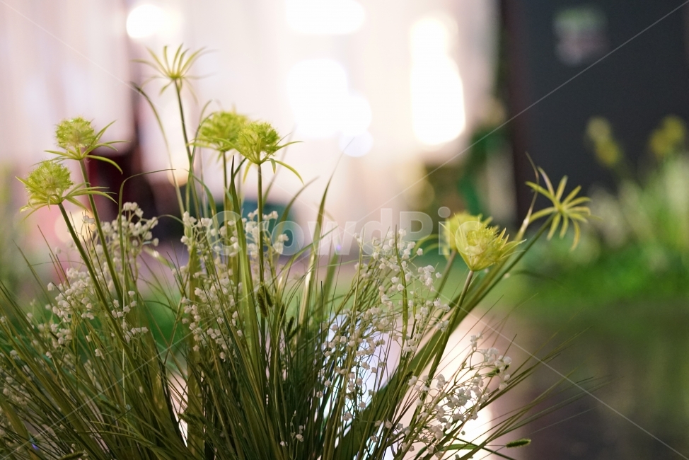 꽃,조명,보케,노랑,조화,식물,자연,plants,nature,꽃,flower,감성,sensible,feeling
