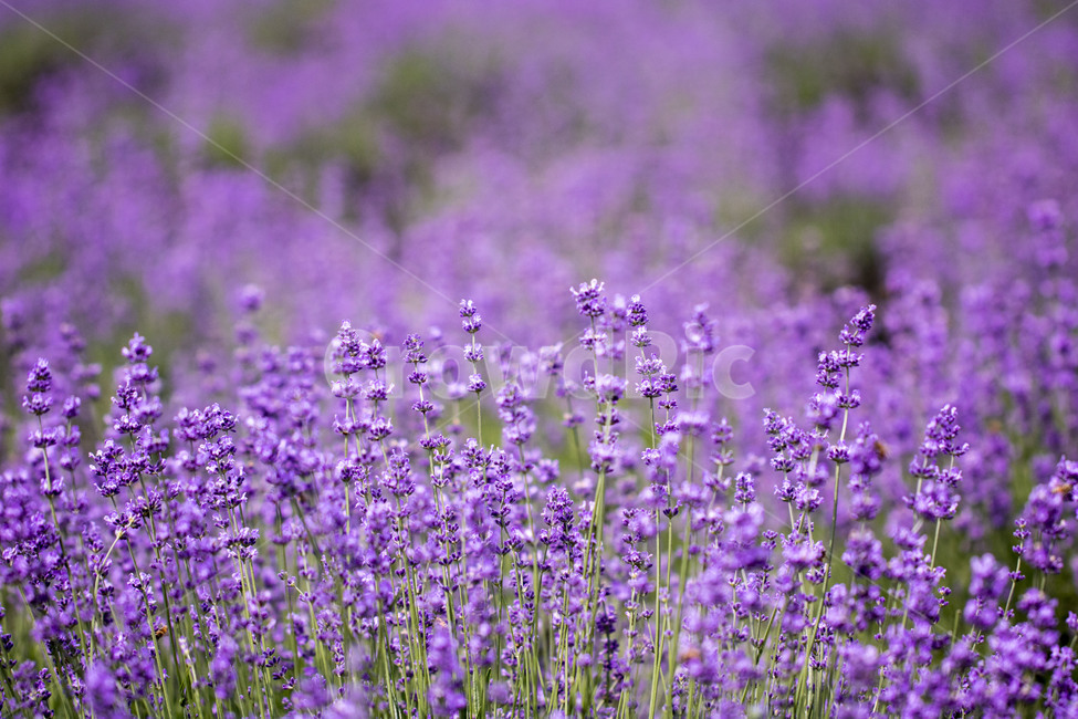 라벤더,꽃,식물,잎,보라색,배경,백그라운드,줄기,바이올렛,라벤다,식물,자연,plants,nature,꽃,flower