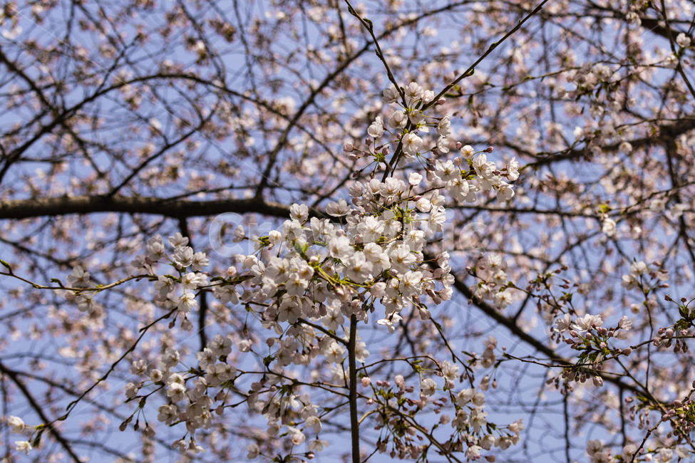 벚꽃,벚나무,cherryblossoms,봄꽃,벚나무꽃,흰꽃