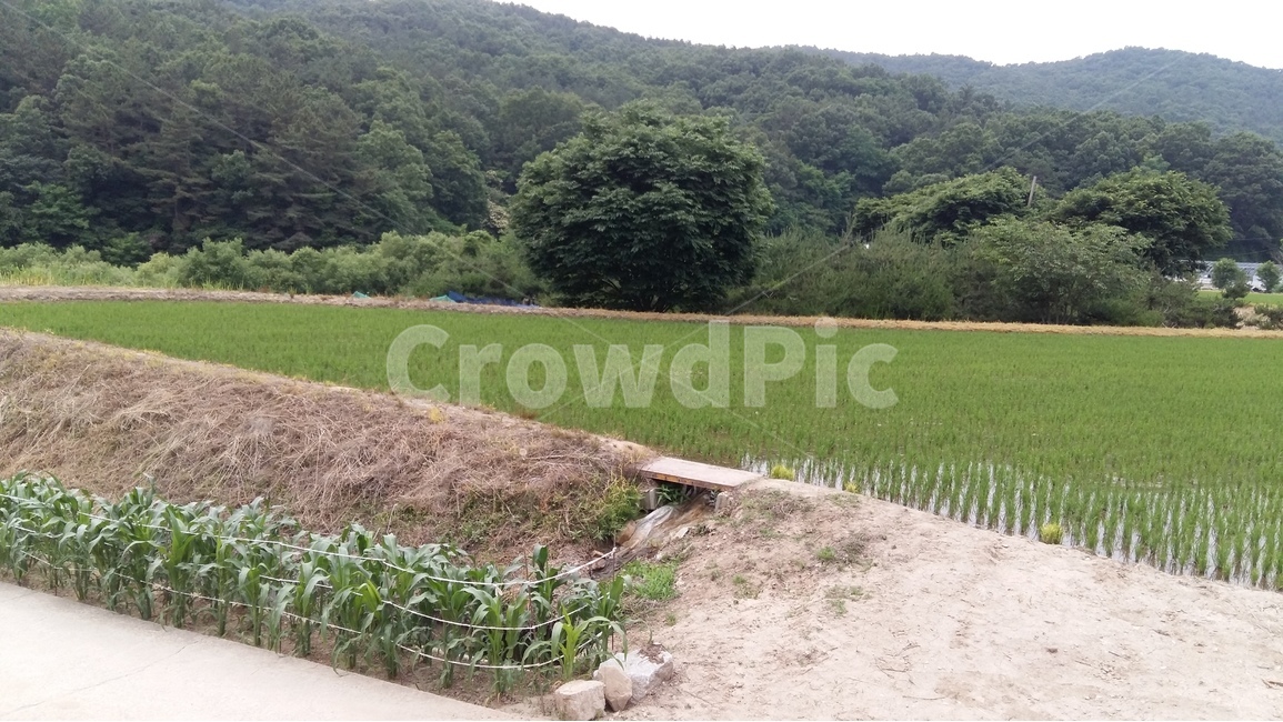 나무,산책길,논,물,벼,시골,마을,풍경,landscape,country,rural,town,산업,industry,industrial,농업,농사,agriculture,farming,farming industry