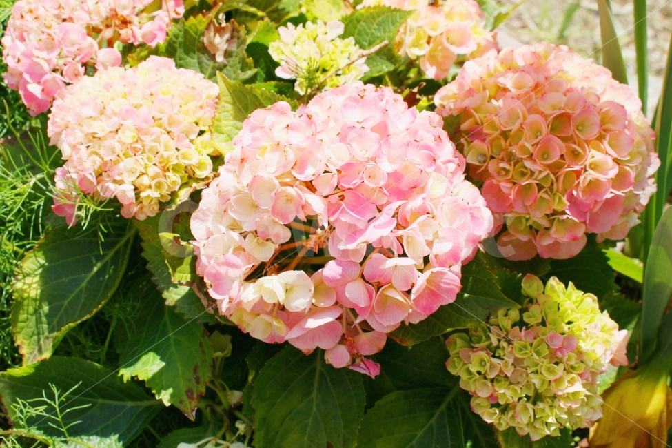 수국,꽃,색감,감성,봄,풍경,식물,자연,plants,nature,감성,sensible,feeling,꽃,flower