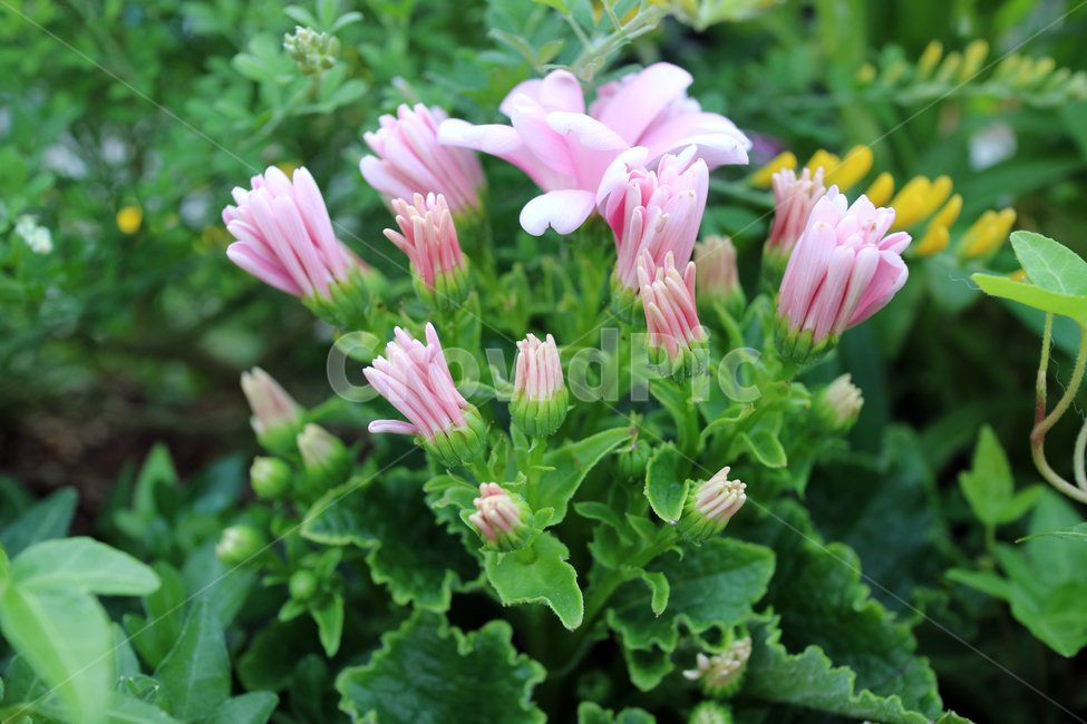 꽃,flowers,봄,식물,계절,정원,꽃밭,컬러풀,클로즈업,자연,꽃잎,가드닝,텃밭,아름다움,뷰티,백그라운드,배경,배경이미지,꽃봉오리,분홍,분홍꽃,핑크,식물,자연,plants,nature,꽃,flower