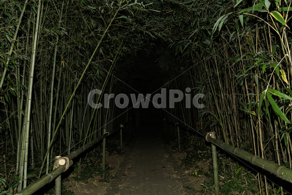 plant,식물,bamboo,대나무,야경,자연,풍경,nature,landscape,야경,밤,nightscape,night