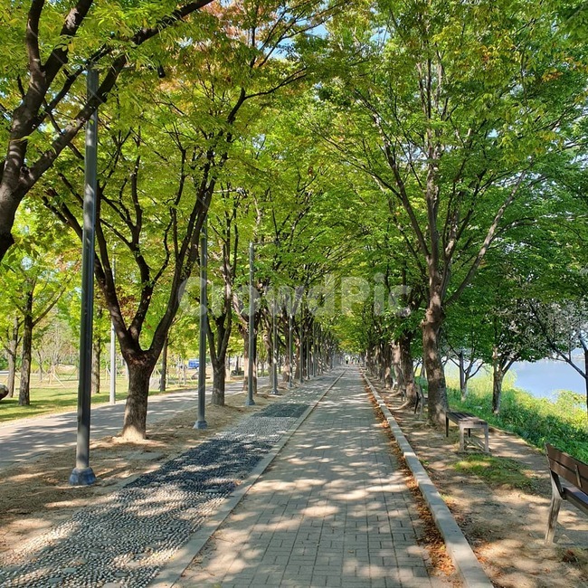 tree,나무,plant,식물,outdoors,옥외,garden,정원