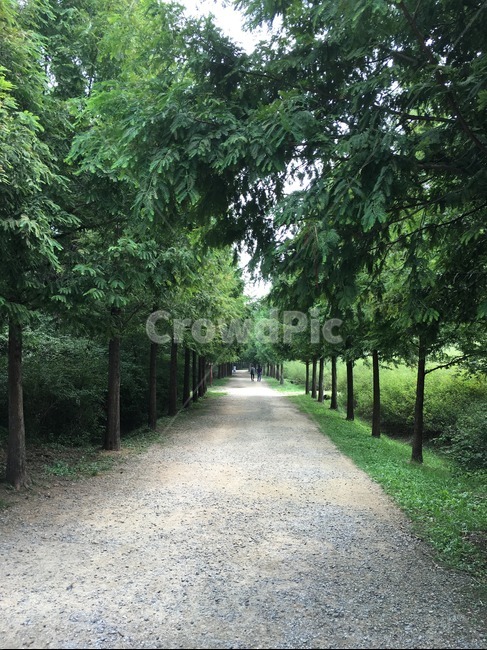 숲,나무,길,초록,여름,자연,풍경,nature,landscape,gravel,자갈,dirt road,흙길,road,도로,garden,정원,outdoors,옥외