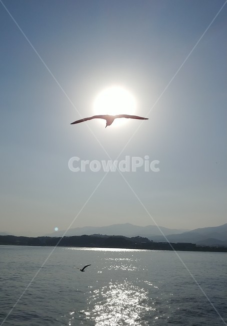 바다,갈메기,희망,비상,seagull