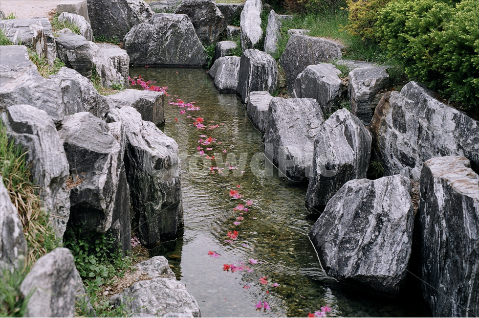 봄,벚꽃,시냇물,감성,필름,필름카메라,봄,계절,spring,season,자연,풍경,nature,landscape,rock,록,slate,슬레이트