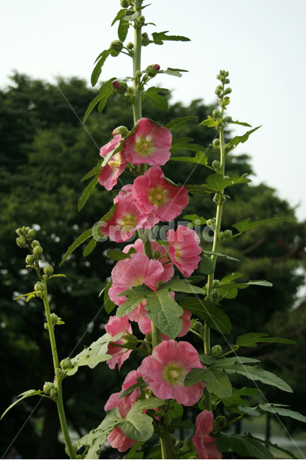 접시꽃,식물,flower,plants,nature,꽃,꽃봉오리,식물,자연,plants,nature,꽃,flower