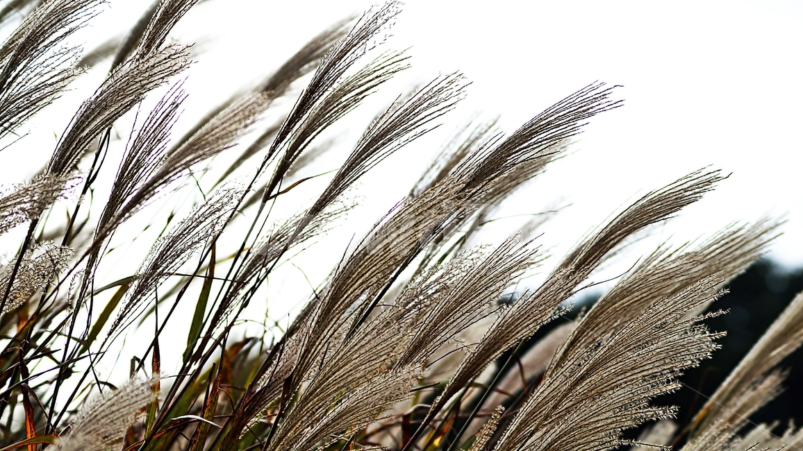 갈대,꽃축제,가을,꽃길,식물,가을,계절,fall,autumn,season,grass,잔디,plant,lawn,reed