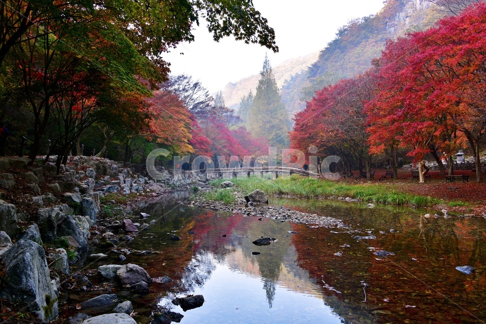 전북,강천산,강천사,강천사가을,추색,추경,만추,단풍,단풍잎,계곡,반영,tree,나무,plant,식물,maple,leaf,잎,가을,계절,fall,autumn,season,자연,풍경,nature,landscape,한국자연풍경,한국자연경관,korea nature landscape