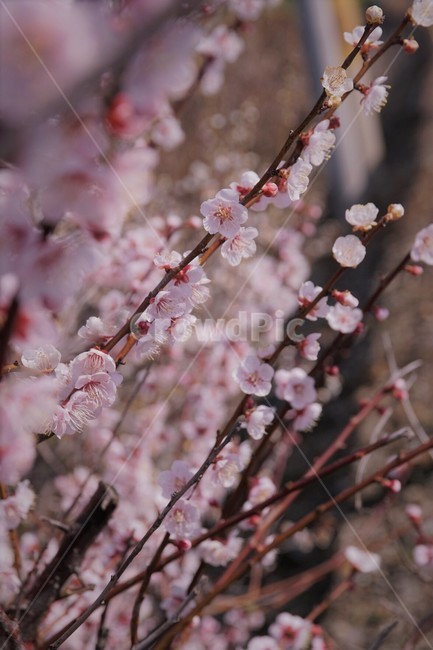 꽃,매화,나무,자연,식물,봄,spring,nature,tree,flower,season,봄,계절,spring,season,식물,자연,plants,nature,꽃,flower,plant,blossom,cherry blossom,벚꽃