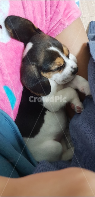 비글,강아지,장난꾸러기비글,애기강아지,강아지잠,동물,animal,포유류,mammal,개,강아지,dog,doggy
