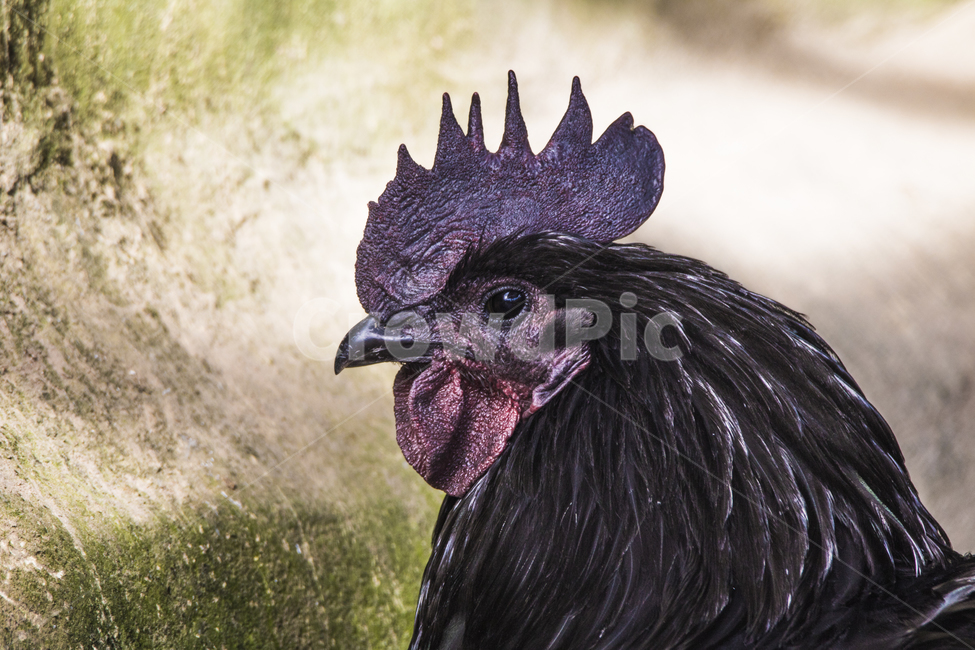 동물,닭,토종닭,수탉,새,조류,부리,가축,닭띠,동물,animal,조류,새,birds
