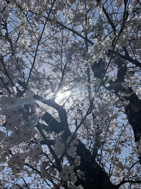 봄,spring,꽃,벚꽃,cherryflower,japanflower