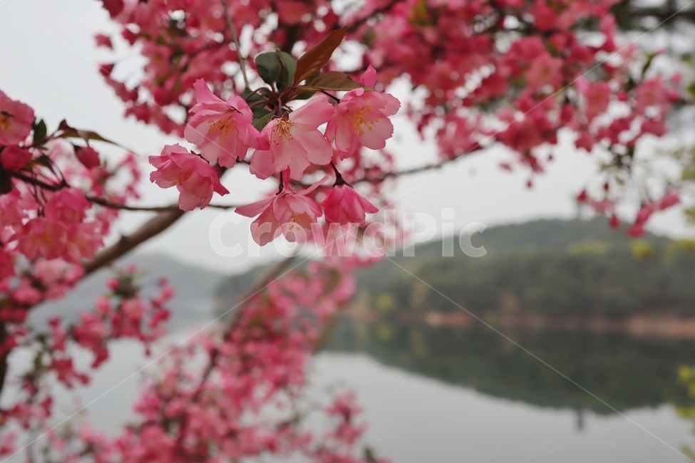 꽃,풍경,나무,자연,봄,봄,계절,spring,season,식물,자연,plants,nature,꽃,flower,plant,cherry blossom,벚꽃,blossom